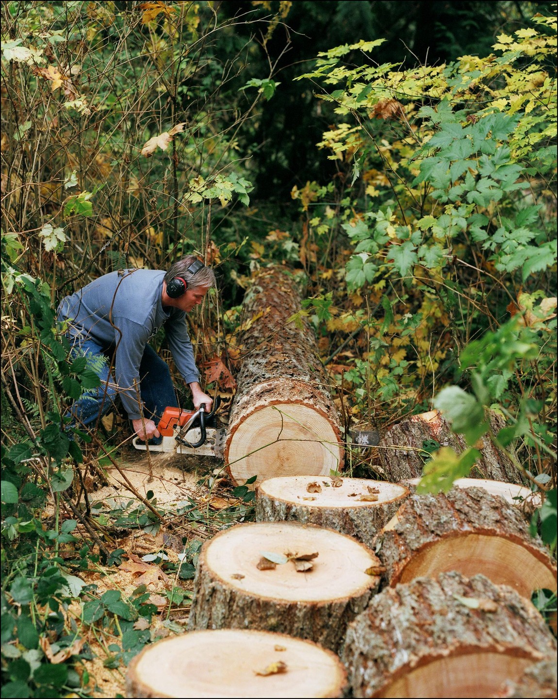 A man wearing ear protection uses a chainsaw to cut a fallen tree trunk into sections in a forest.