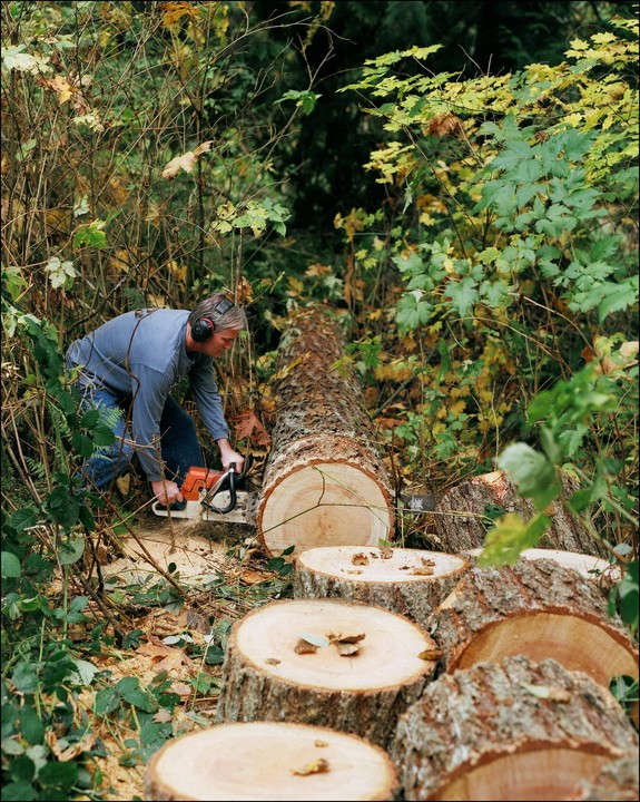 A man wearing ear protection uses a chainsaw to cut a fallen tree trunk into sections in a forest.