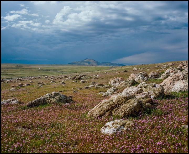 A field of small pink flowers and large rocks stretches towards a distant mountain range under a cloudy sky.