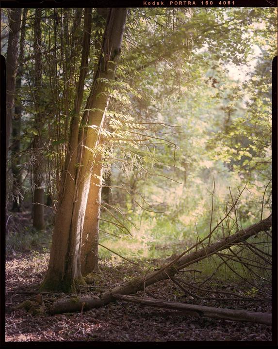 Sunlight illuminates the trunks of trees and fallen branches in a forest.