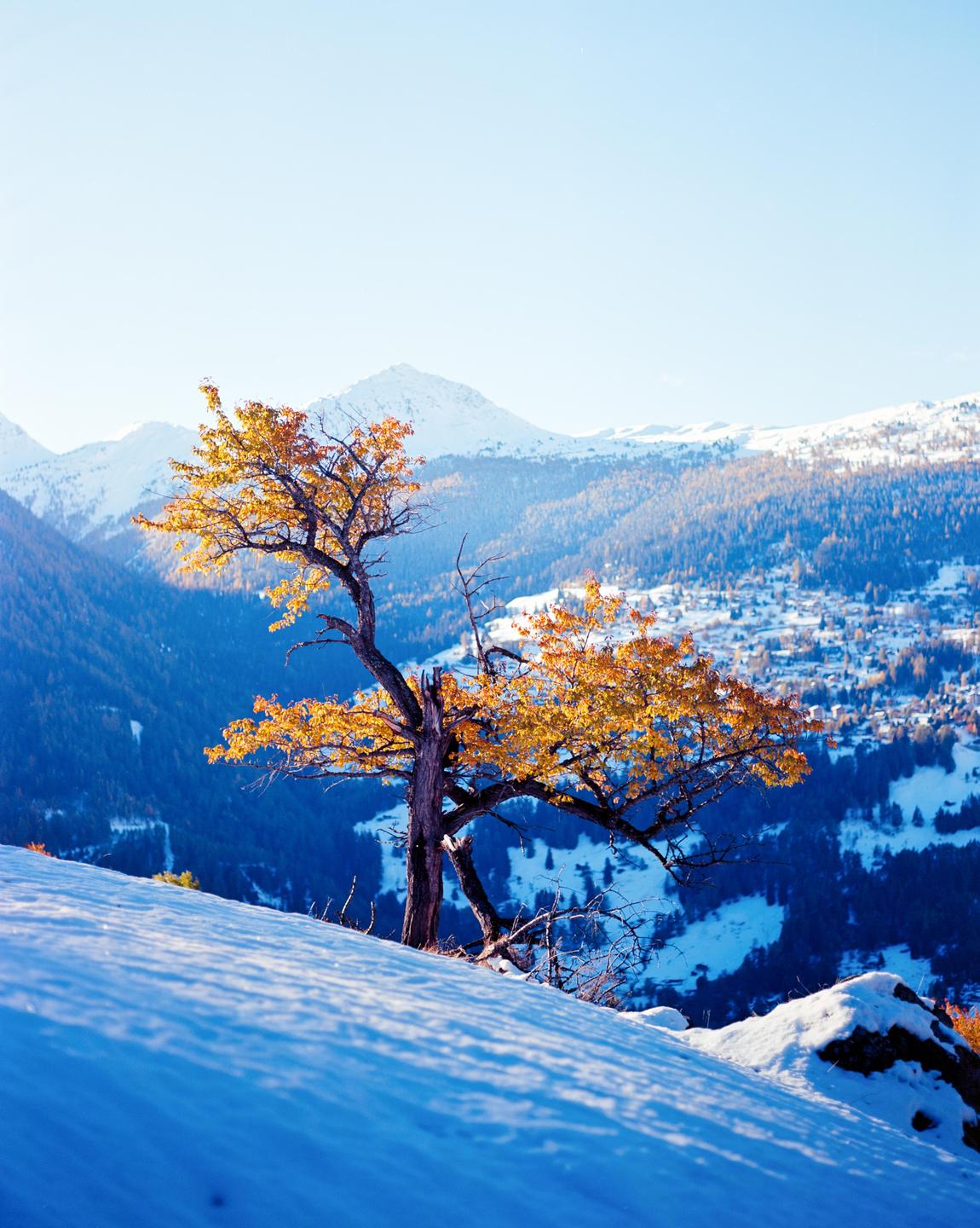 A tree with golden foliage stands on a snowy slope overlooking a valley with a village and mountains.