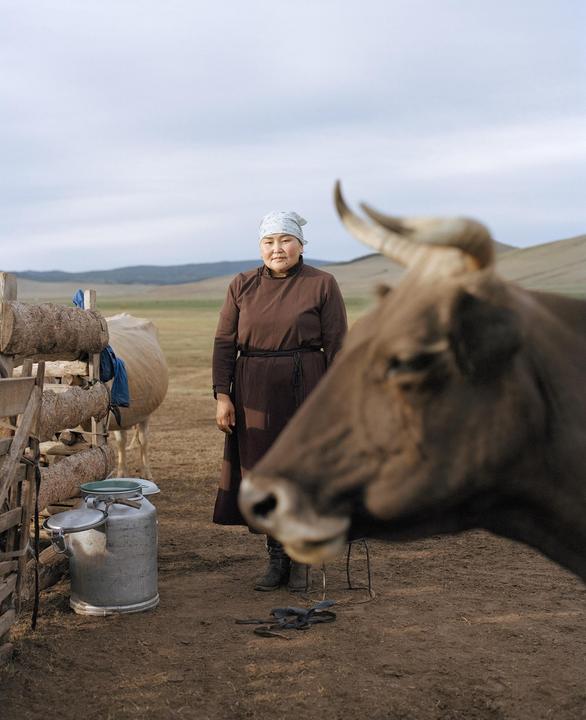 A woman stands in a field next to a wooden fence with a cow in the foreground and mountains in the distance.
