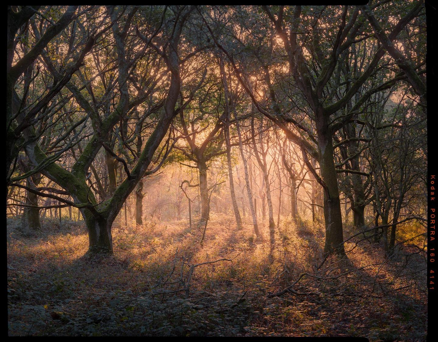 Sunlight streams through a dense forest, illuminating the undergrowth and creating long shadows.