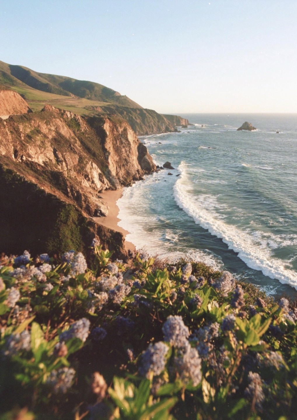 A scenic view of the Big Sur coastline shows waves crashing against a sandy beach at the base of a cliff, with flowering plants in the foreground.