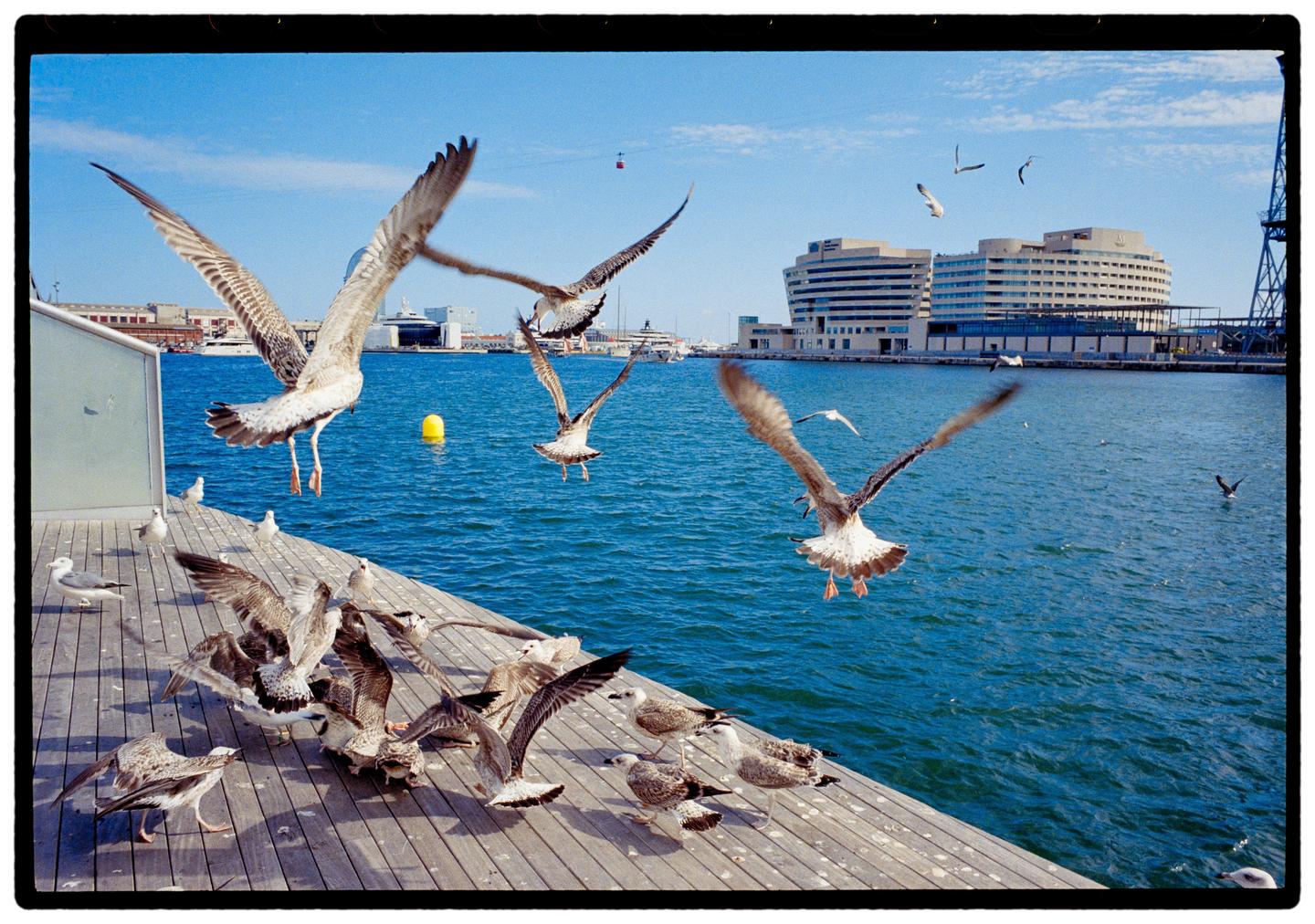 A flock of seagulls is gathered on a wooden pier, with some flying over the blue water and a large building in the background.