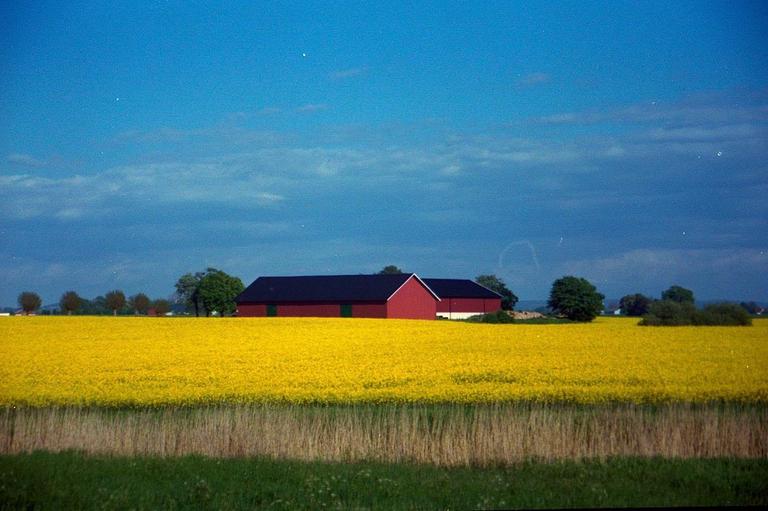 A red barn with a black roof stands in a field of yellow flowers under a blue sky with clouds.
