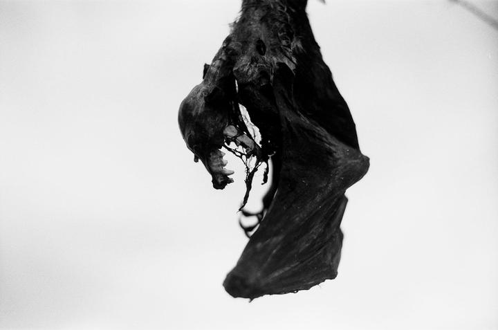 A dark, decaying animal carcass hangs against a bright white background.
