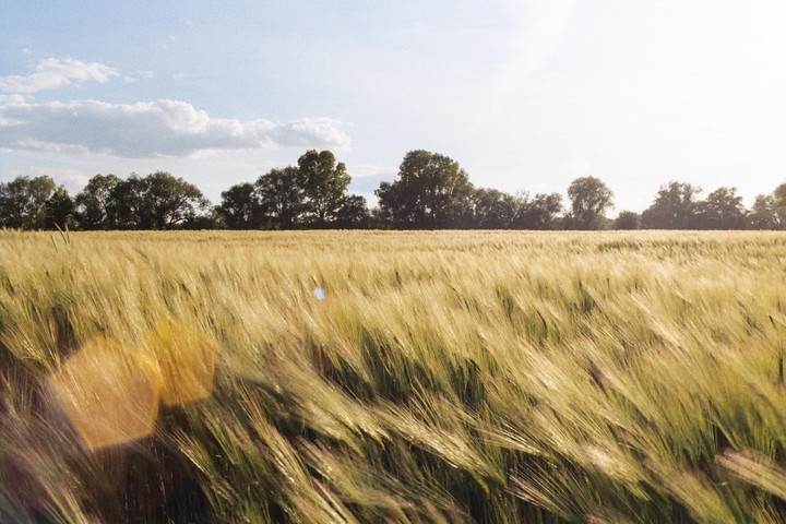A field of tall grass sways in the wind under a bright sky with a line of trees in the distance.