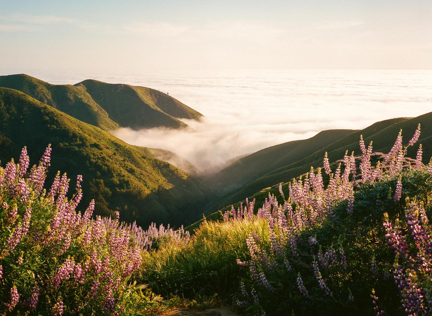 Purple flowers and green hills are visible above a valley filled with fog.