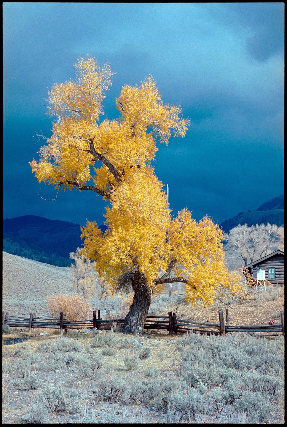 A large tree with bright yellow foliage stands in a field with a wooden fence and a cabin in the background under a dark blue sky.