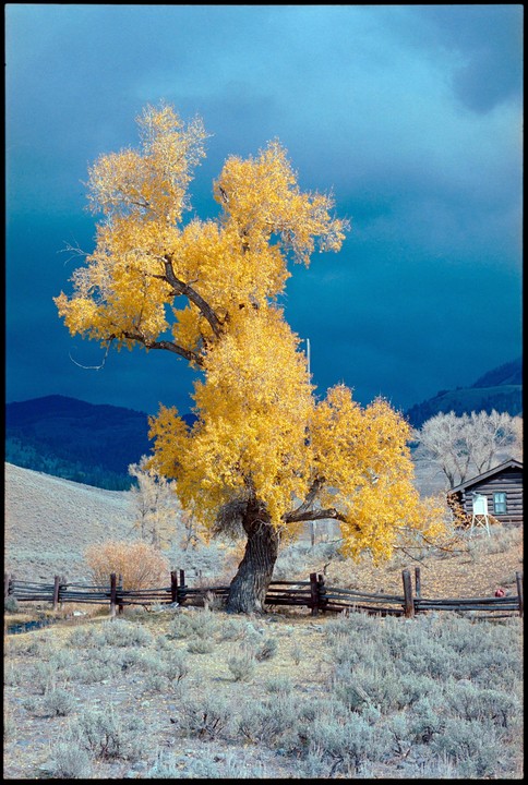 A large tree with bright yellow foliage stands in a field with a wooden fence and a cabin in the background under a dark blue sky.