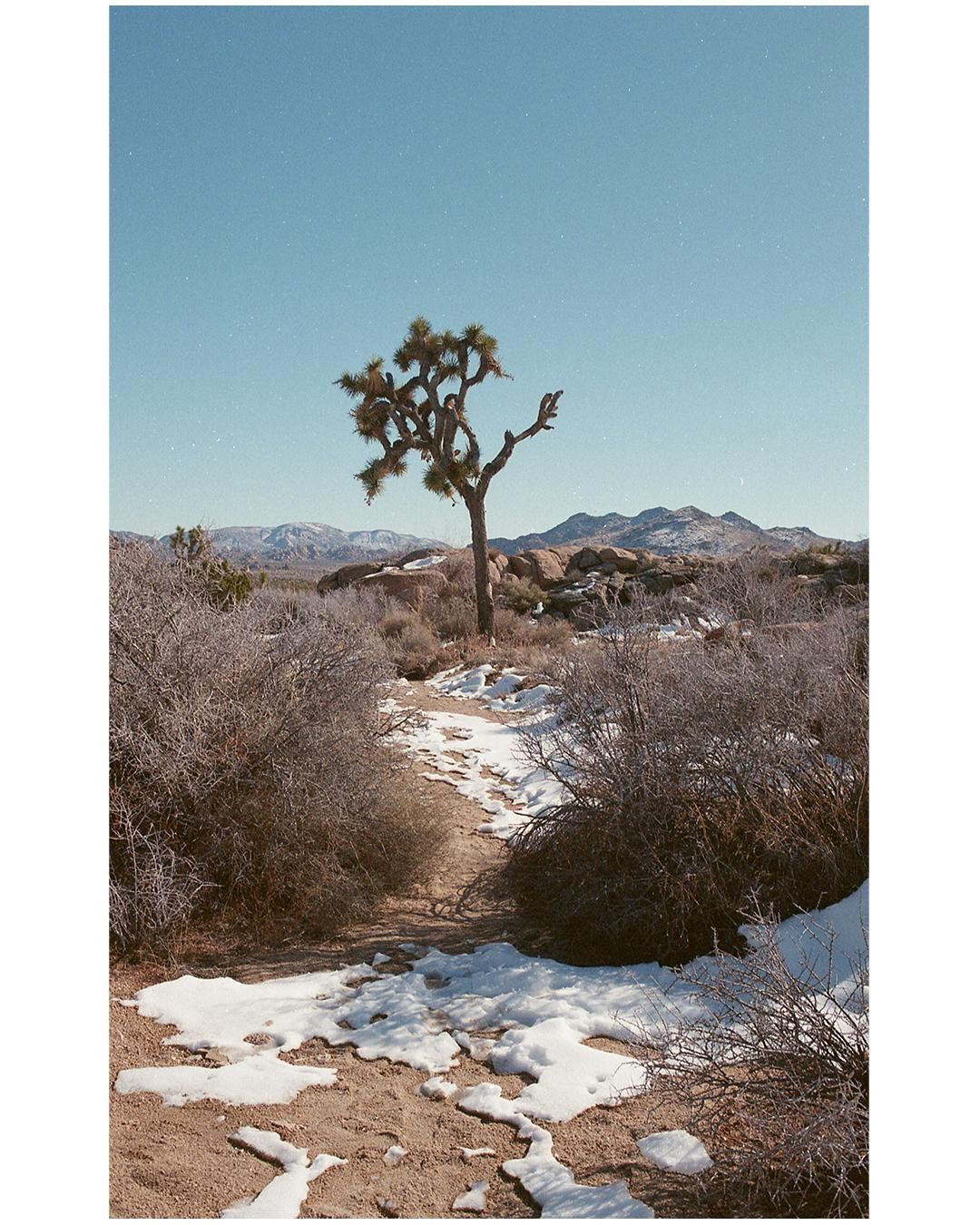 A Joshua tree stands in a desert landscape with patches of snow on the ground and mountains in the distance.