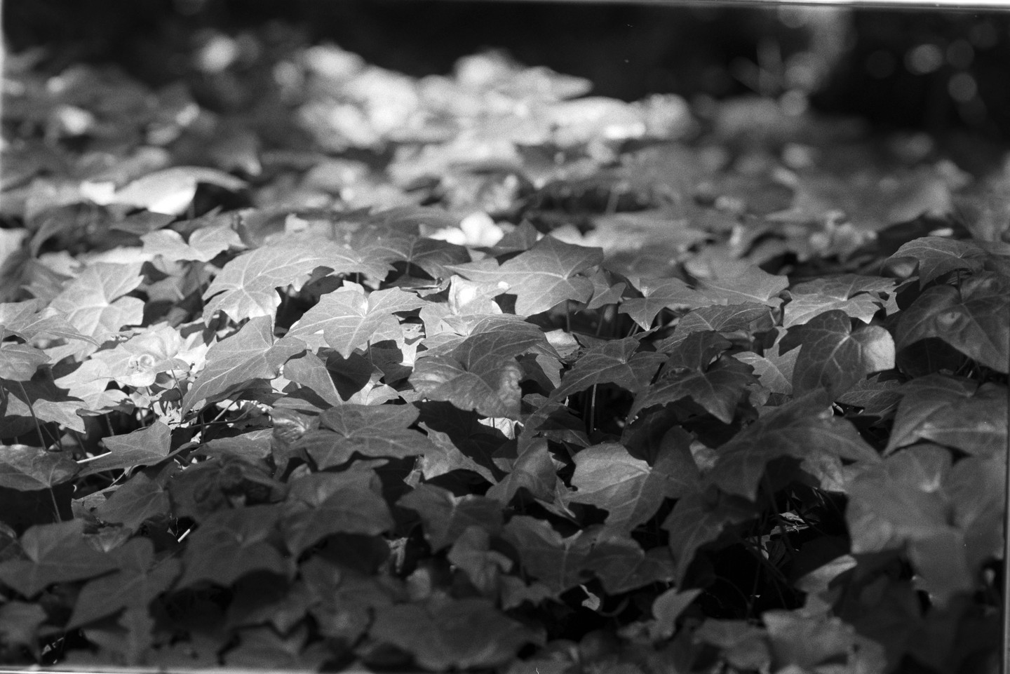 A dense patch of ivy leaves covers the ground, with some leaves highlighted by sunlight.