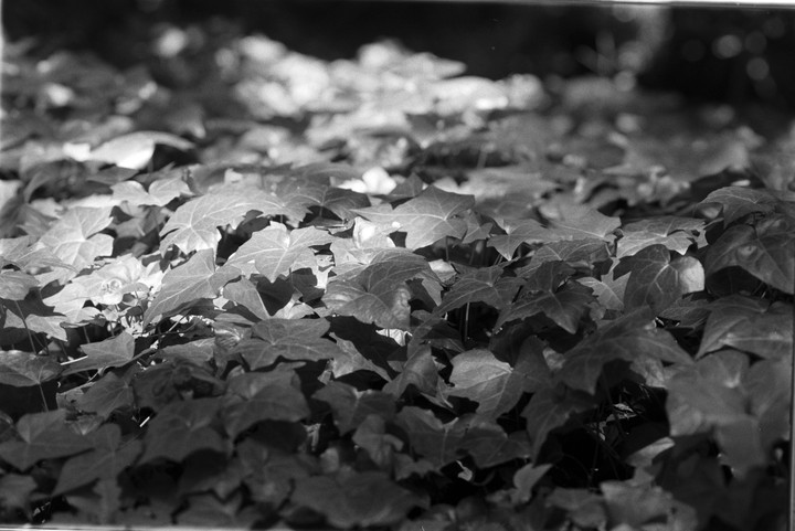 A dense patch of ivy leaves covers the ground, with some leaves highlighted by sunlight.
