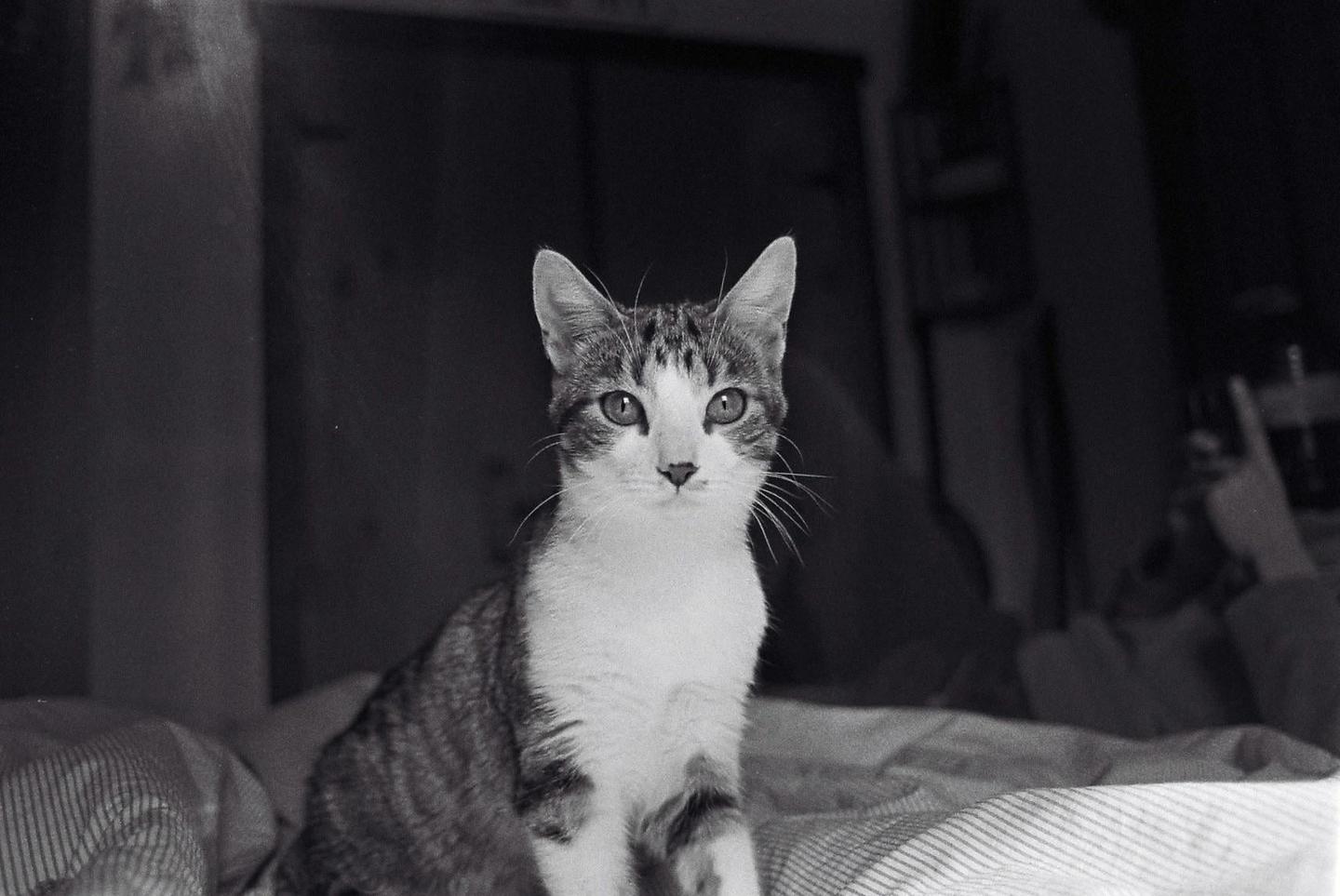 A tabby cat with white fur on its chest and face sits on a striped bedspread.