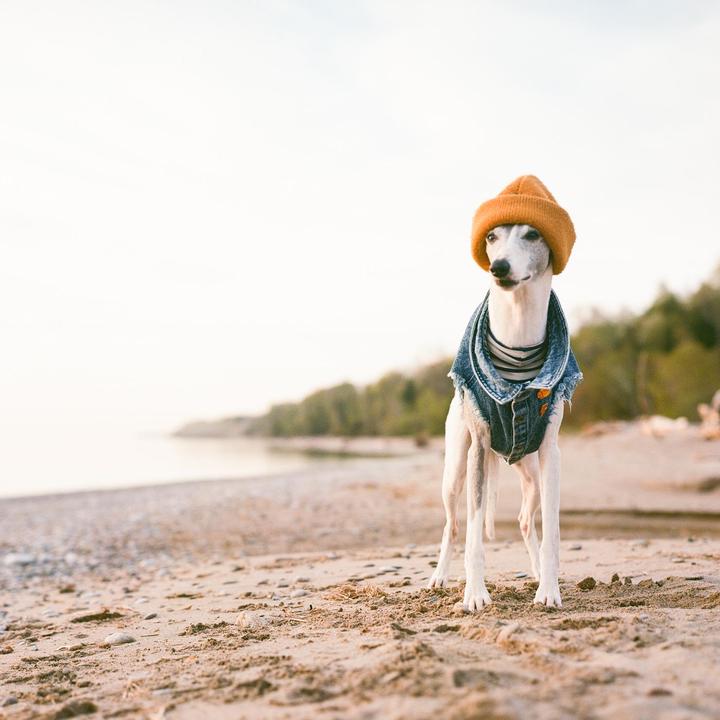 A dog wearing a beanie and a denim vest stands on a sandy beach.