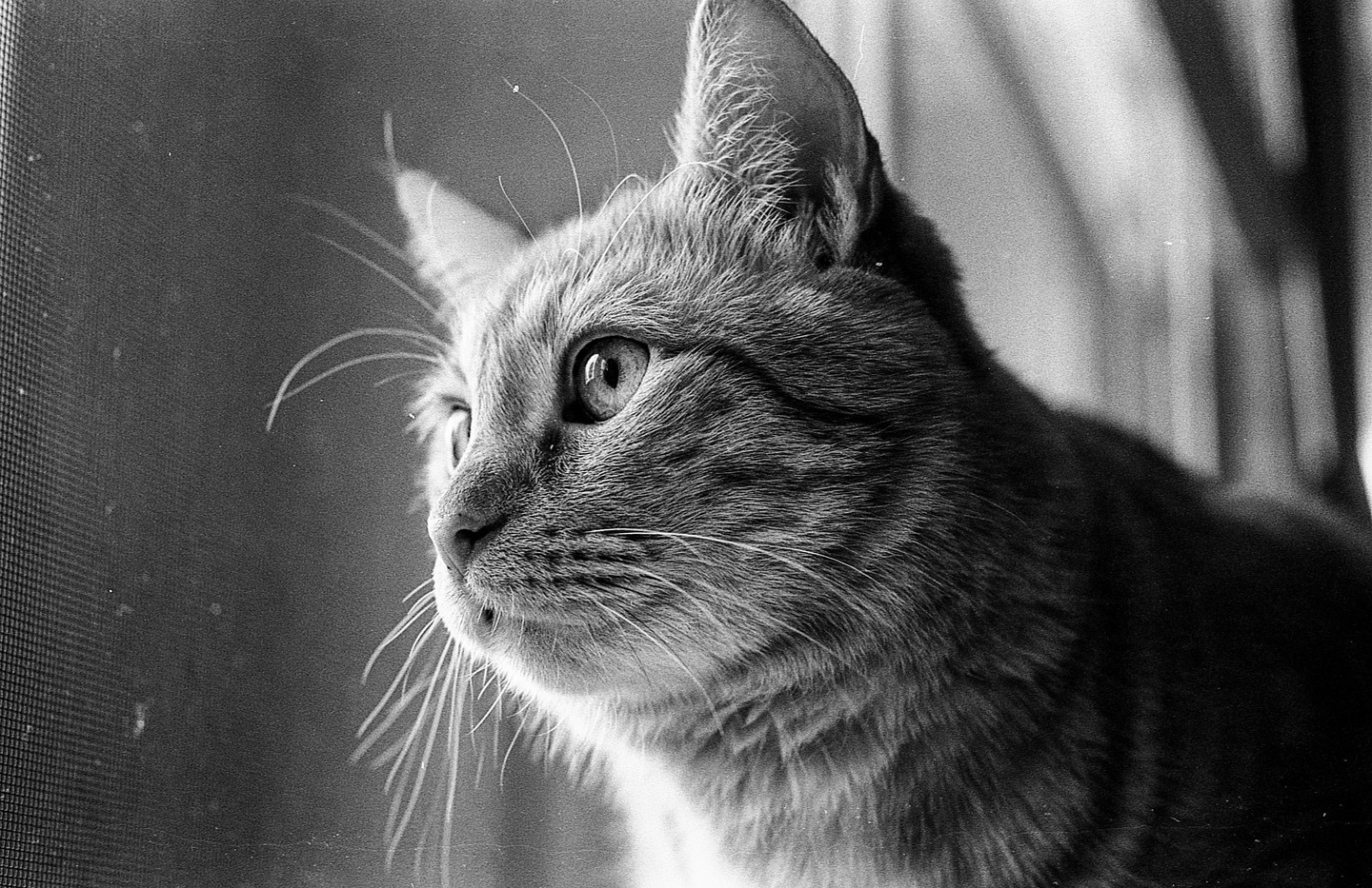 A cat looks out a window through a screen.
