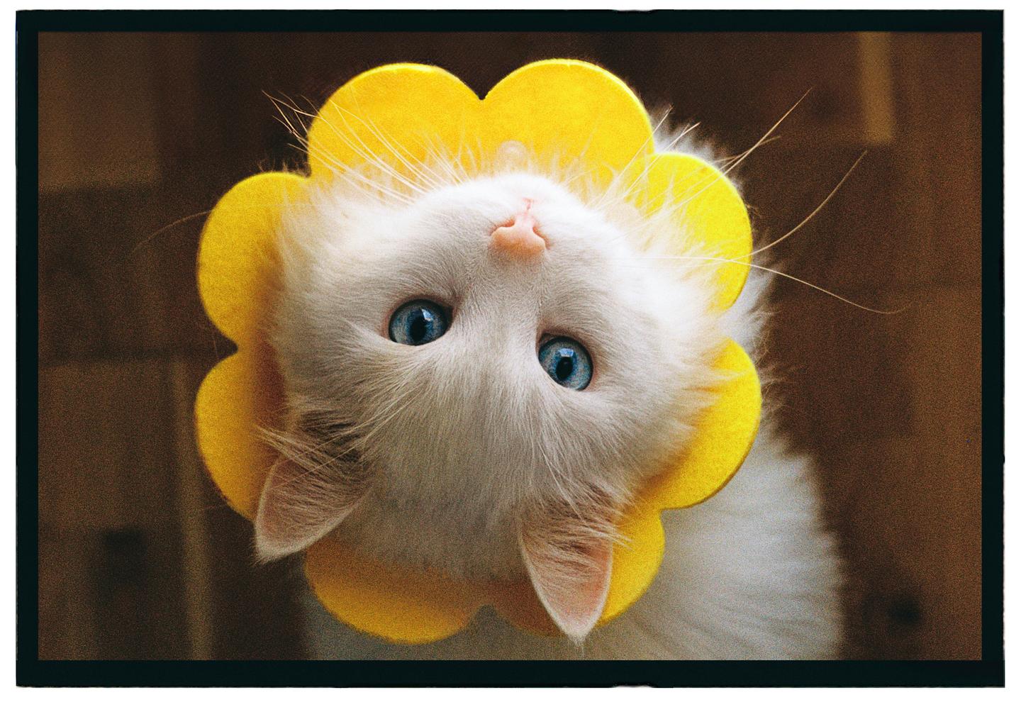 A white cat with blue eyes wears a yellow flower-shaped collar and looks up at the viewer.