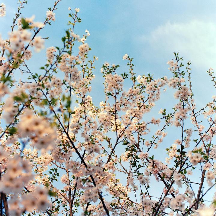 Cherry blossoms are in full bloom against a clear blue sky.