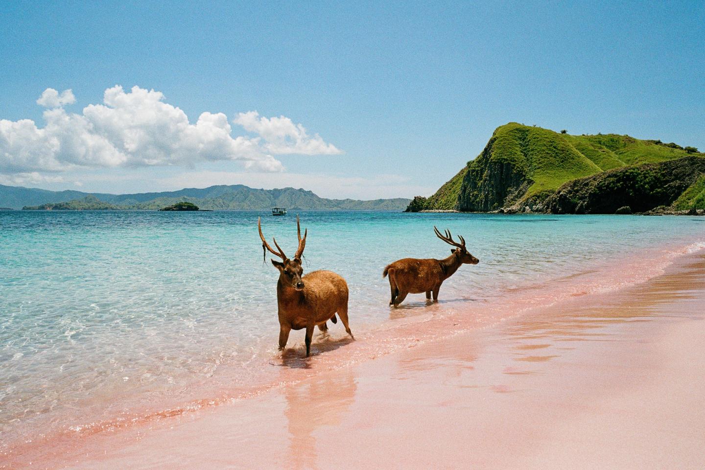 Two deer stand in the shallow turquoise water of a pink sand beach with green hills and distant islands under a blue sky.