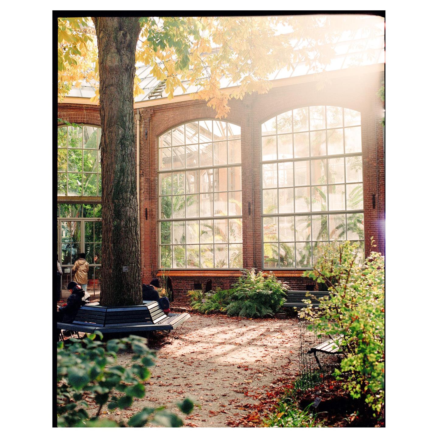 Sunlight streams through the large windows of a brick building in a botanical garden, illuminating a tree and fallen autumn leaves.