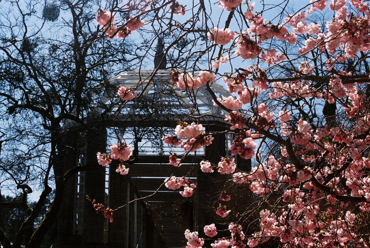 Pink blossoms frame a white gazebo and dark trees against a clear blue sky.