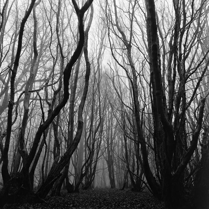 A path through a dense, dark forest with bare trees and a ground covered in leaves is shrouded in fog.