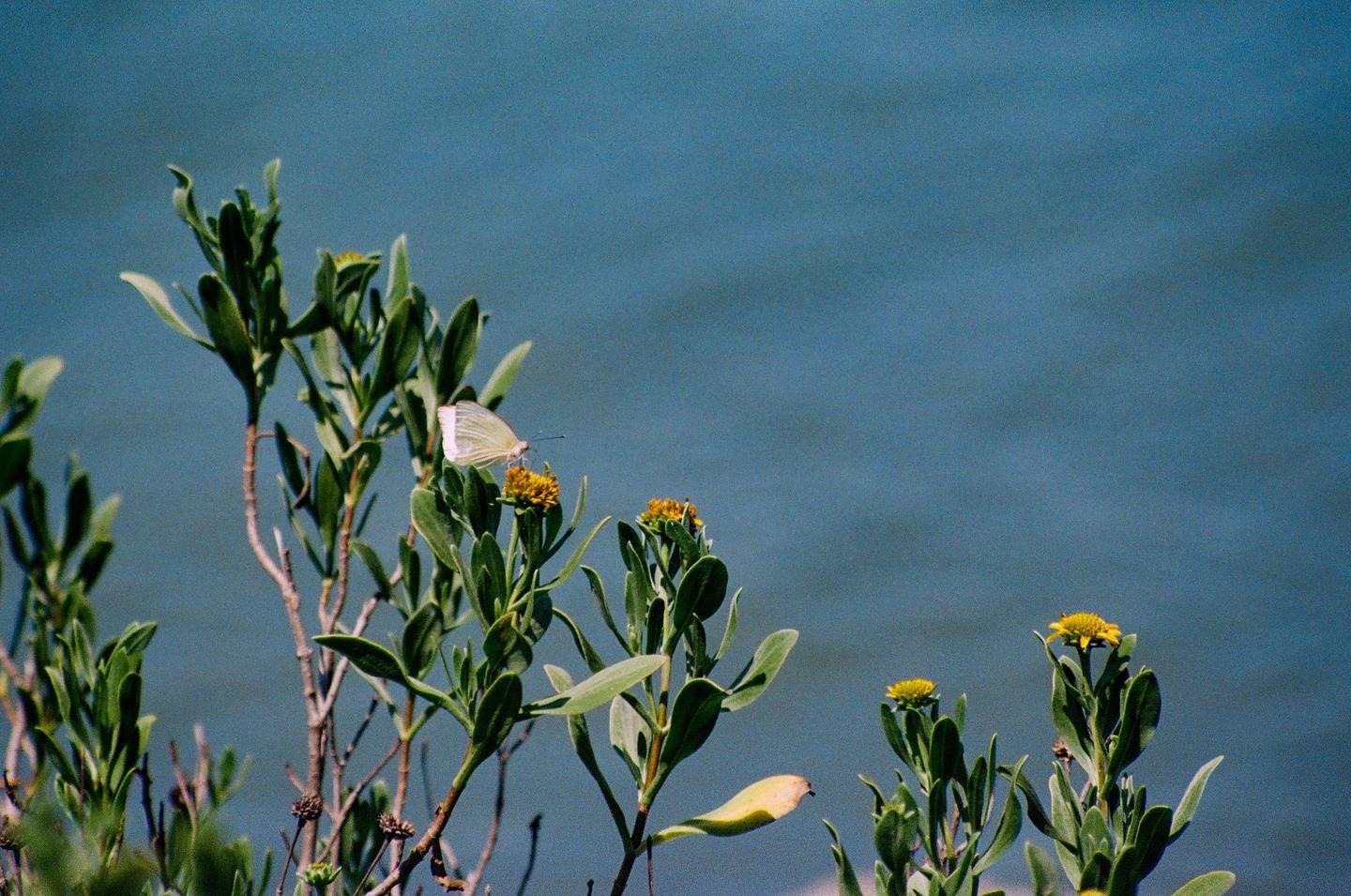 A white butterfly rests on a yellow flower with green foliage in the foreground and a blue body of water in the background.
