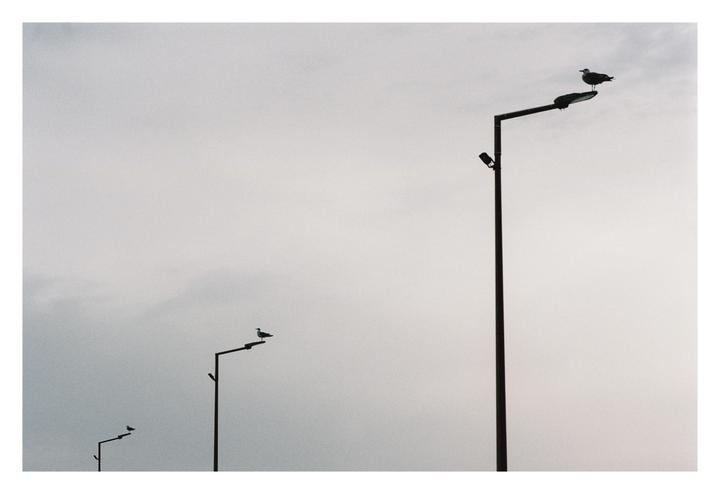 Three birds perch on three streetlights against a cloudy sky.