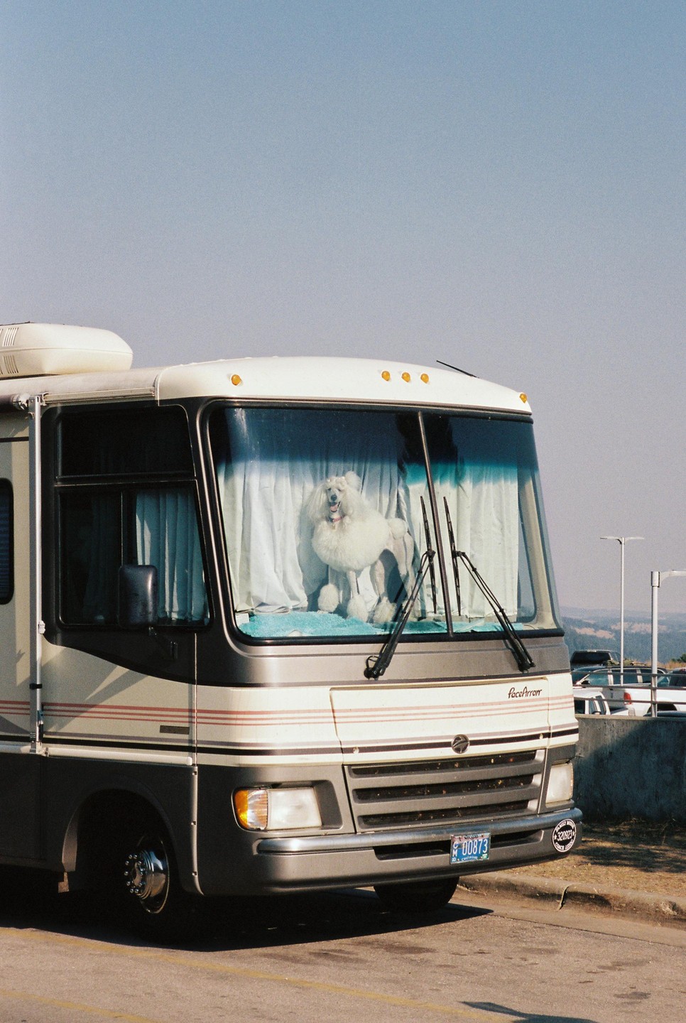 A white poodle sits in the front window of a recreational vehicle.