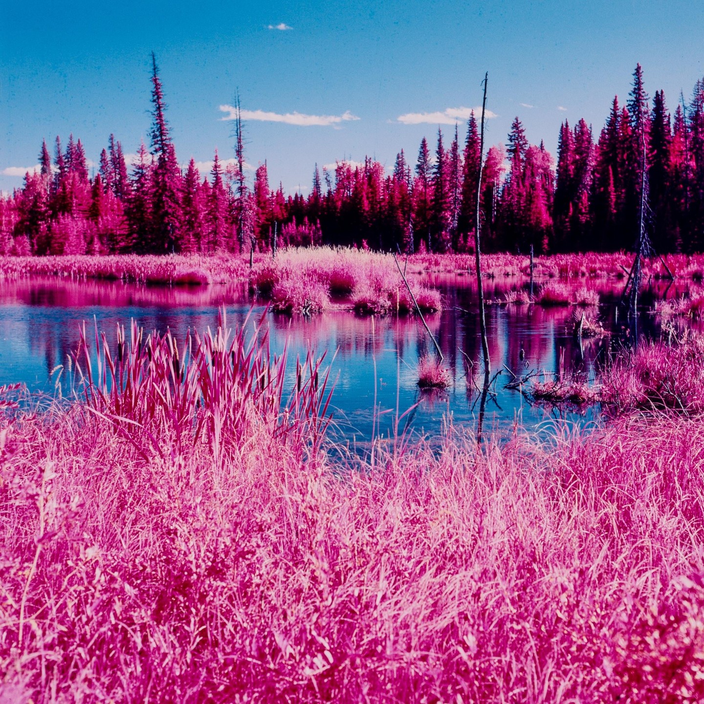 A body of water reflects a bright blue sky, surrounded by vibrant pink foliage and trees.