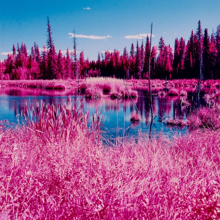 A body of water reflects a bright blue sky, surrounded by vibrant pink foliage and trees.