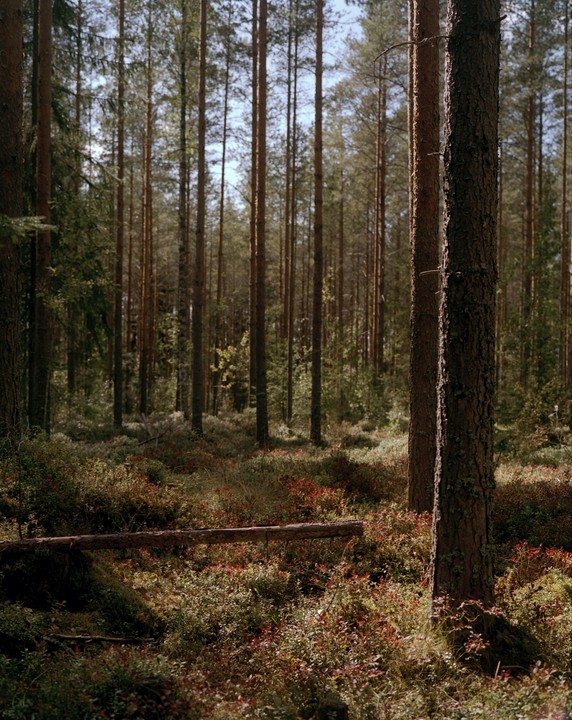 A dense forest with tall trees and a fallen log on the ground is illuminated by sunlight.