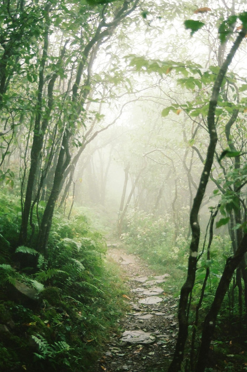 A narrow path of stepping stones winds through a lush, foggy forest.