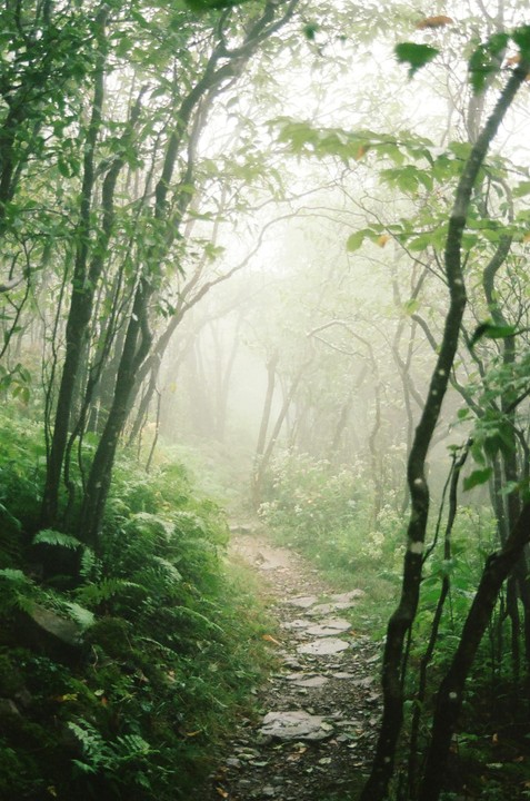 A narrow path of stepping stones winds through a lush, foggy forest.
