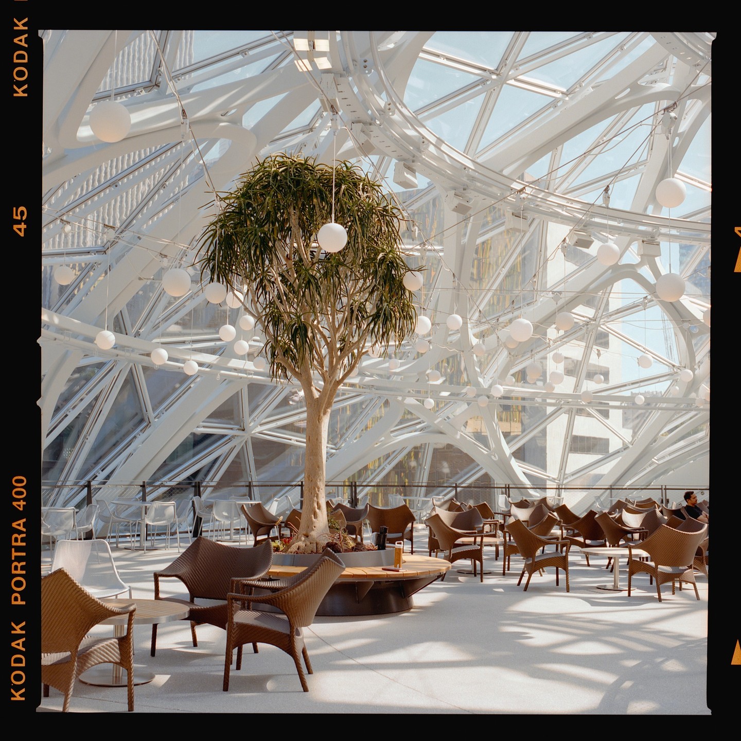 A large tree stands in the center of a modern, glass-domed building filled with seating areas and hanging spherical lights.