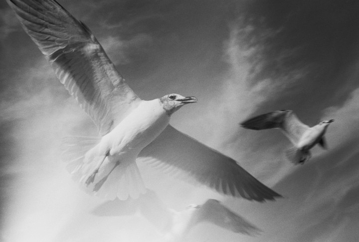 A seagull with outstretched wings flies through a bright sky, with another seagull visible in the background.