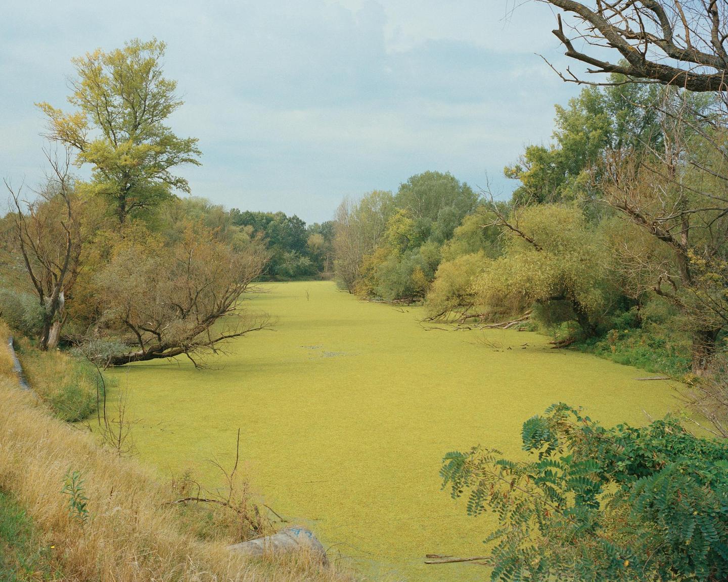 A body of water covered in green algae is surrounded by trees and dry grass under a cloudy sky.