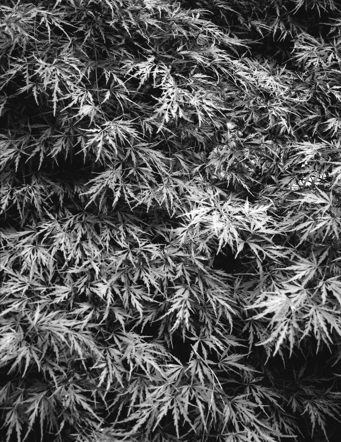 A dense cluster of delicate, serrated leaves fills the frame, creating a textured pattern.