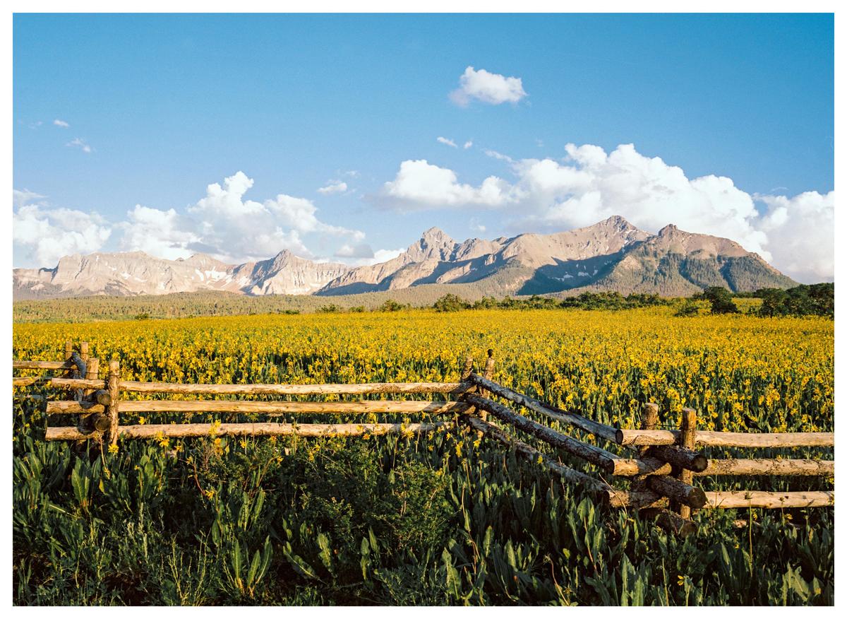 A wooden fence separates a field of yellow flowers from a distant mountain range under a blue sky with clouds.