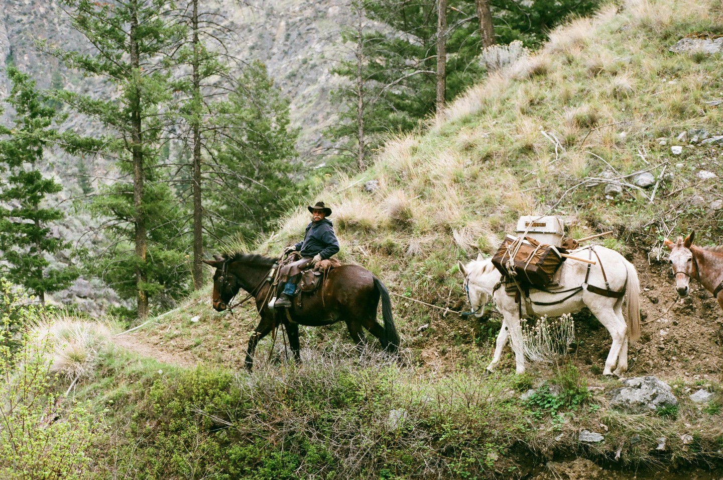 A man on horseback leads a pack mule and another horse up a steep, grassy hill with pine trees.