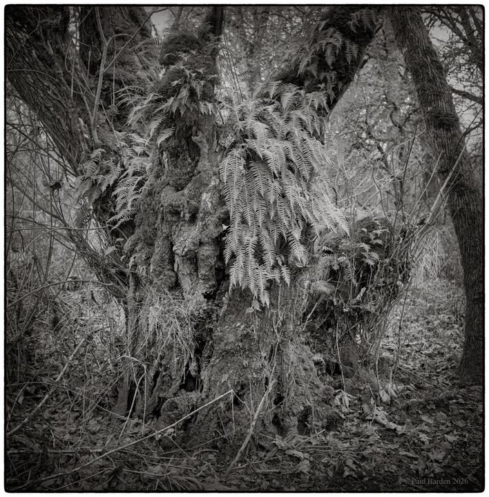A large tree trunk covered in moss and ferns stands in a forest.