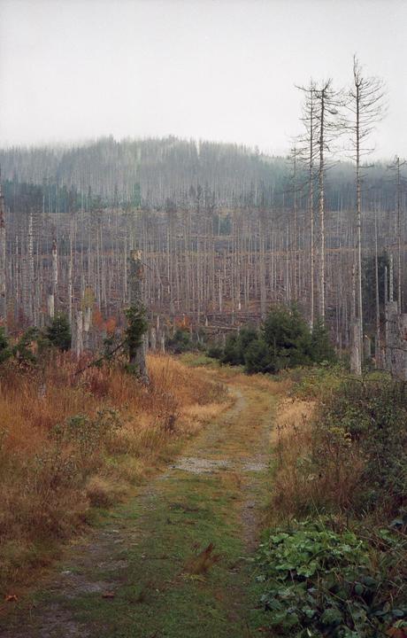A dirt path leads through a field of tall grass and dead trees towards a hazy forest.