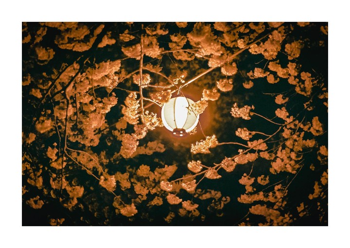 A white paper lantern hangs among branches full of cherry blossoms at night.