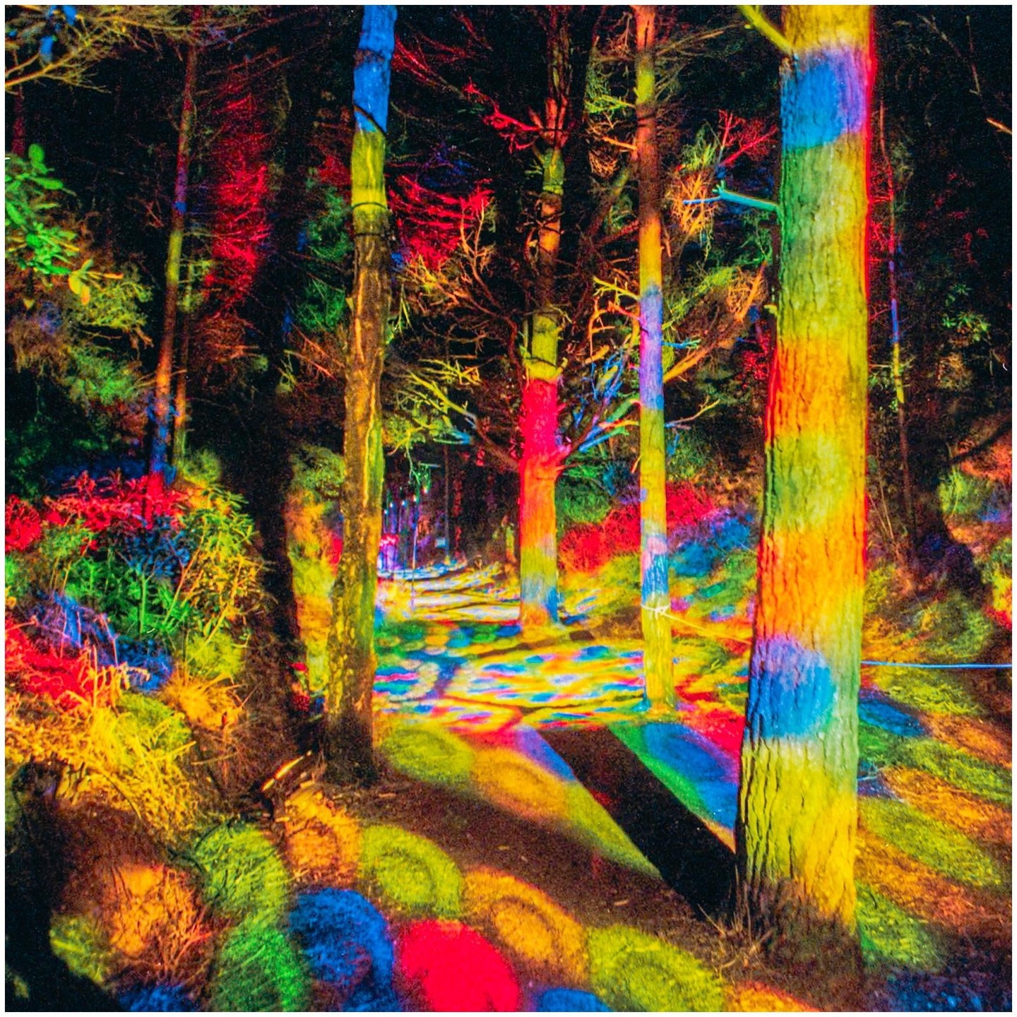A forest at night is illuminated by colorful lights that cast shadows on the ground.