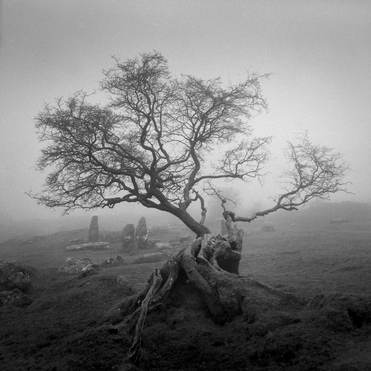 A gnarled, bare tree with exposed roots stands on a hill in a foggy landscape with large stones in the background.