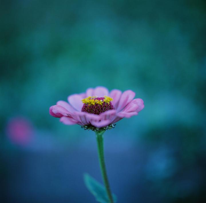 A single pink zinnia flower with a yellow and purple center stands against a blurred blue-green background.