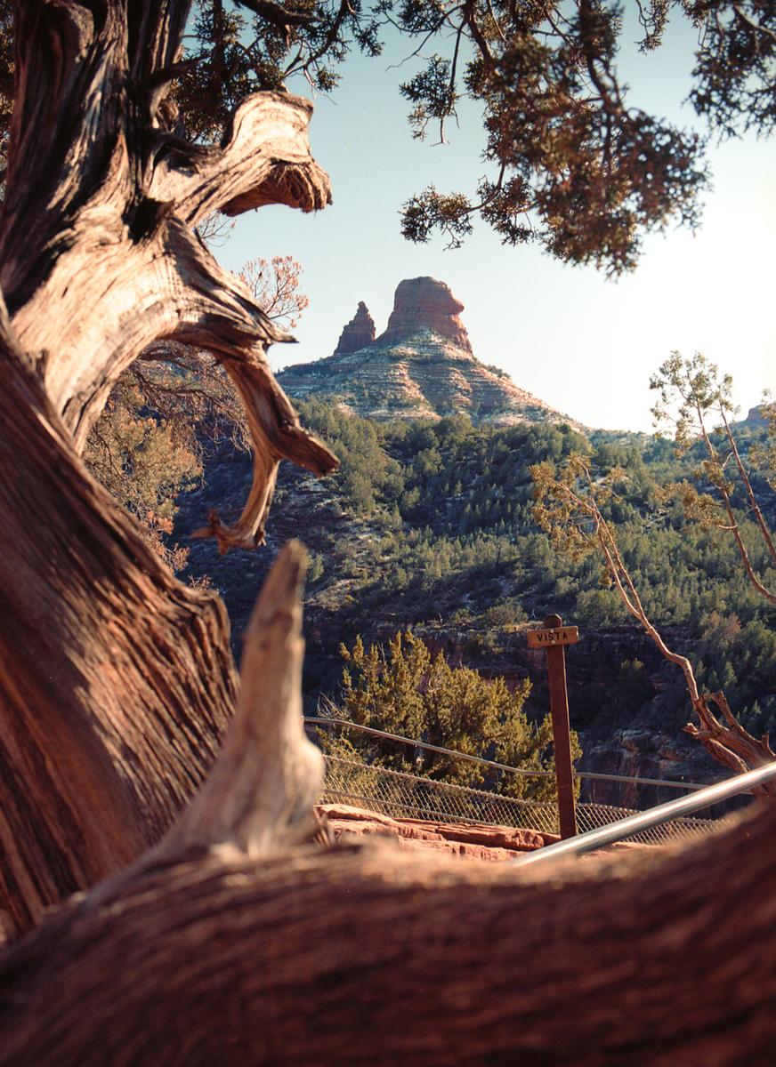 A large tree trunk frames a view of a mountain with a red rock formation at its peak.