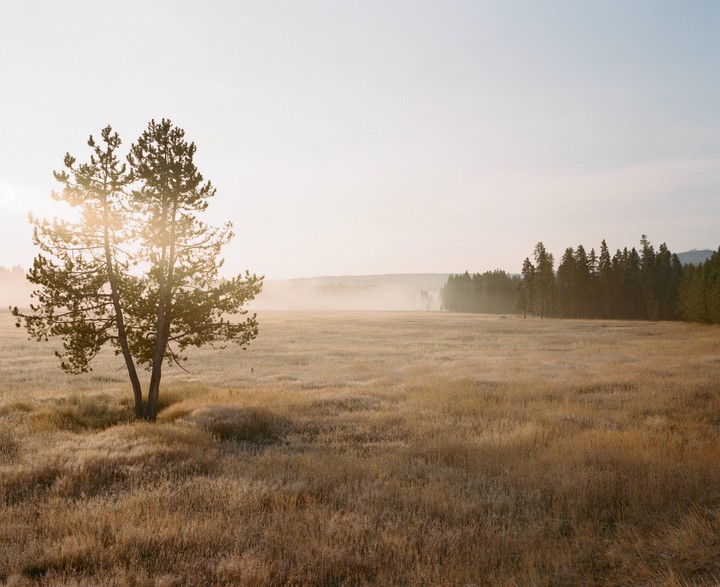 The sun shines through a pine tree in a field with a forest in the background.