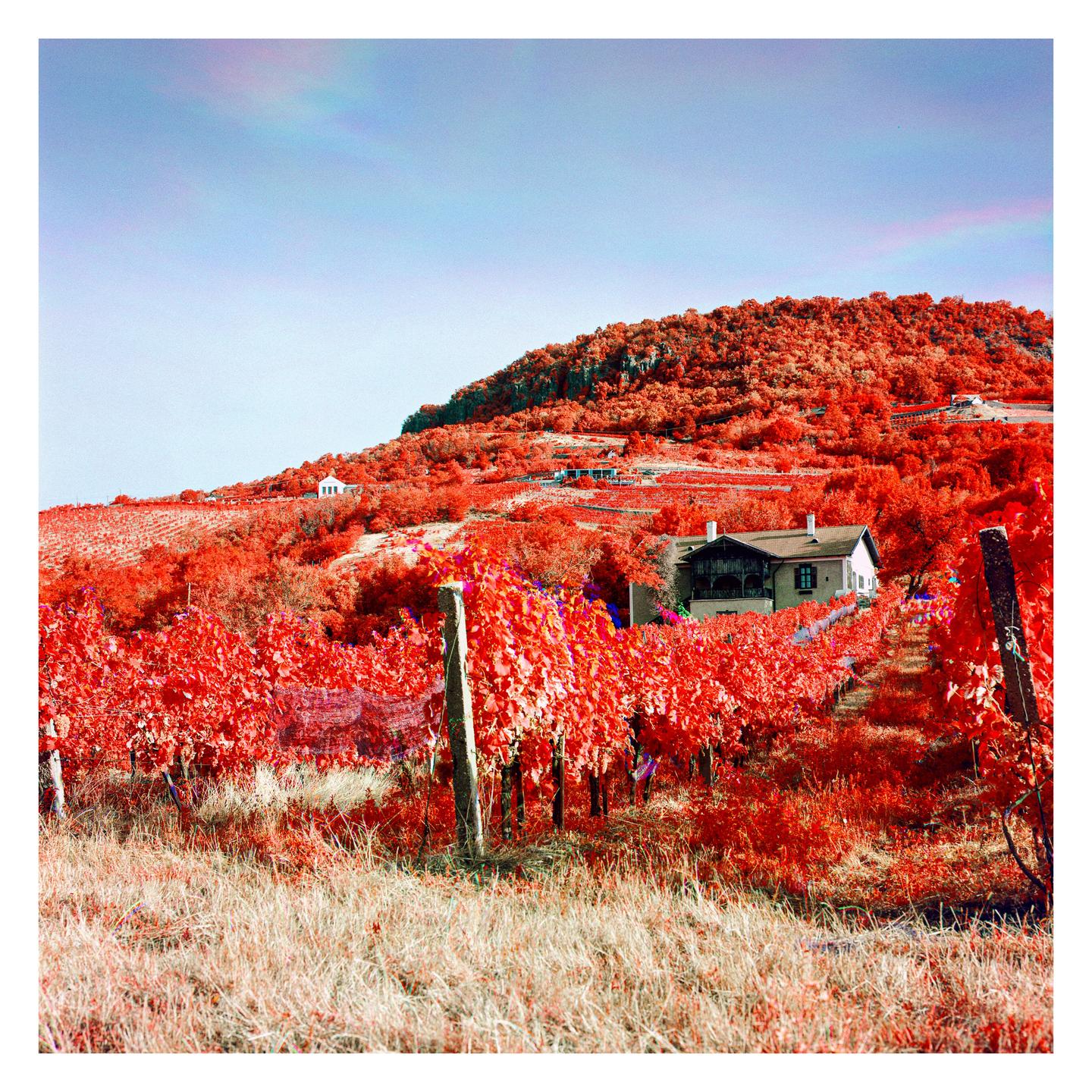 A house is nestled among vibrant red foliage on a hillside with rows of red grapevines in the foreground.